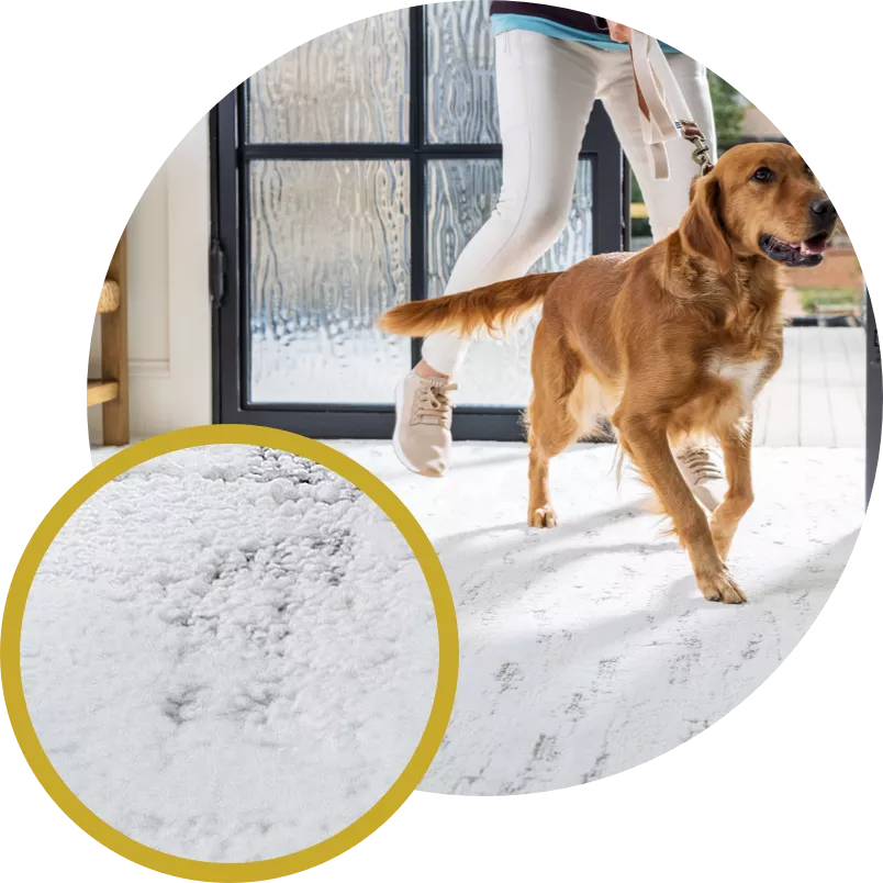 peak performers carpet collection image